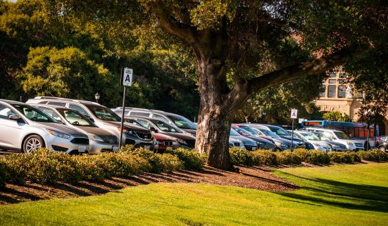 cars parked beneath a tree