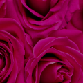 Valentine's Day Roses Banner