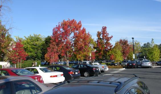 cars parked with autumn leaves in the background